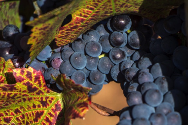 Pinot Noir Grapes in Fall
Maresh Red Hills Vineyard
Oregon